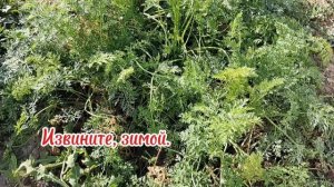 Влог 28.09.-03.10.2025 г.О воде.Мамино коромысло.Дела заготовочные.Вкусный салат из баклажан и яиц.