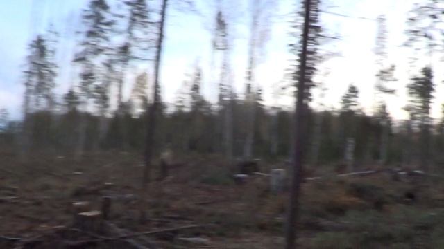 НА ОХОТЕ В ПОИСКАХ ЛОСЯ / Охота с лайками.