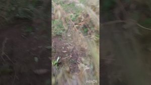 Собираю виноград и сбрасываю ветки с крыши