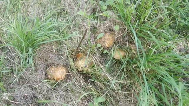 Альшанский сад