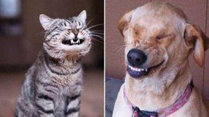 СМЕШНЫЕ КОТЫ И СОБАКИ | ЛУЧШИЕ ПРИКОЛЫ С КОТАМИ, КОШКИ, ЖИВОТНЫЕ