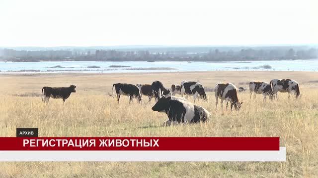 РЕГИСТРАЦИЯ ЖИВОТНЫХ