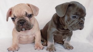 Щенки французского бульдога
