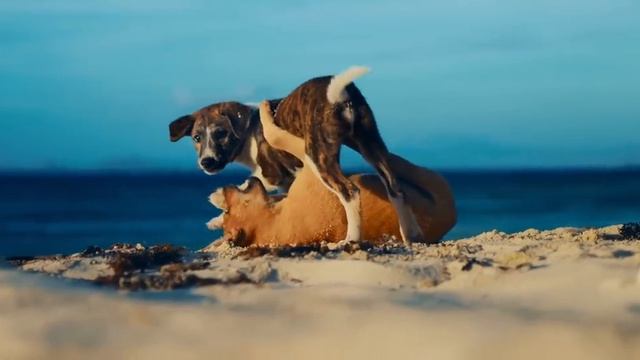 Филиппины с дрона, промо-ролик от производителя Мавиков смотреть онлайн