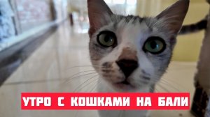 Уличные кошки на территории отеля Бали. Кошачье утро в райском месте.