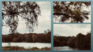 Осень в городском лесу