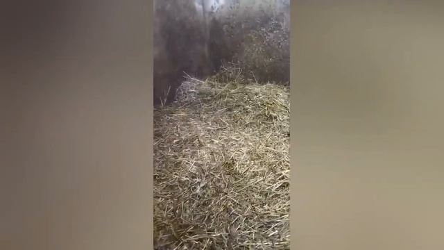 Повышение качества подстилки в козоводстве C КФХ “Бочков А.А.”