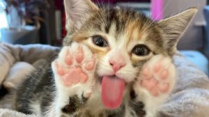 🔥 ХА-ХА СМЕШНЫЕ ВИДЕО 😂 СМЕШНЫЕ ПРИКОЛЫ С КОТАМИ И КОШКАМИ 2025! Смотреть всем! 😂