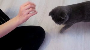 ПРОДАЛИ СЛОМАННУЮ ИГРУШКУ КОТЕНКУ