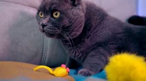 ДЕНЬ РОЖДЕНИЯ КОШЕЧКИ БАТТЕРС - Исполнилось 5 Лет! ТОРТ ДЛЯ КОТИКА - Дарим Подарки