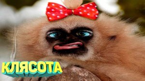 Я ржал до слез 😂 5 Минут смеха 2025 Смешные видео Лучшие Лютые ПРИКОЛЫ Октября! Подборка