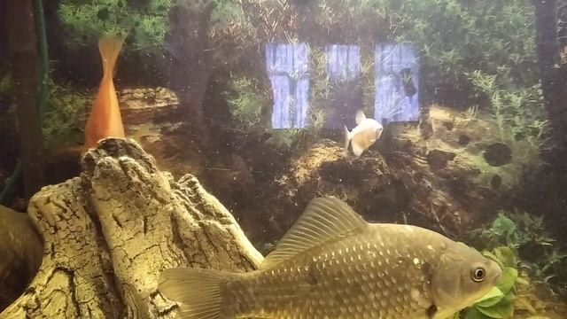 Карась,