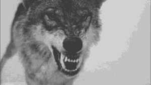 Бросок волка. Рок. Стихи Владимира Мусатова. Музыка ИИ.