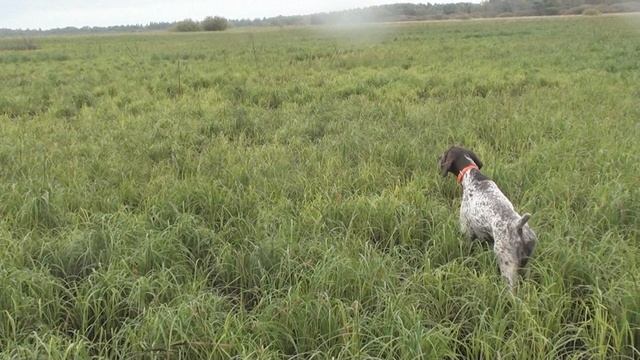 Эрик в новых условиях по болотной дичи.