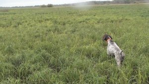 Эрик в новых условиях по болотной дичи.