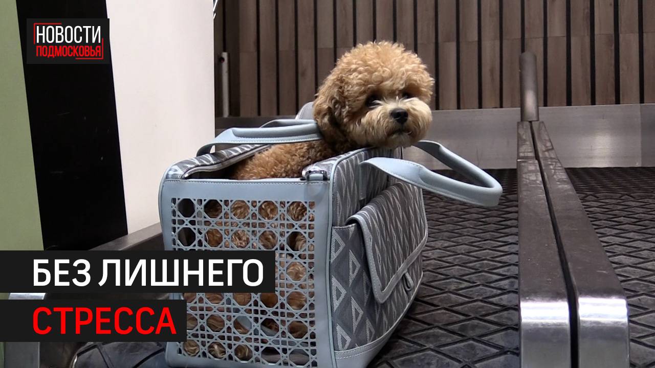 В аэропорту Шереметьево появилась стойка регистрации для животных // 360 ХИМКИ