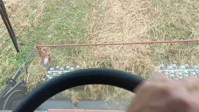 Проблемное просо