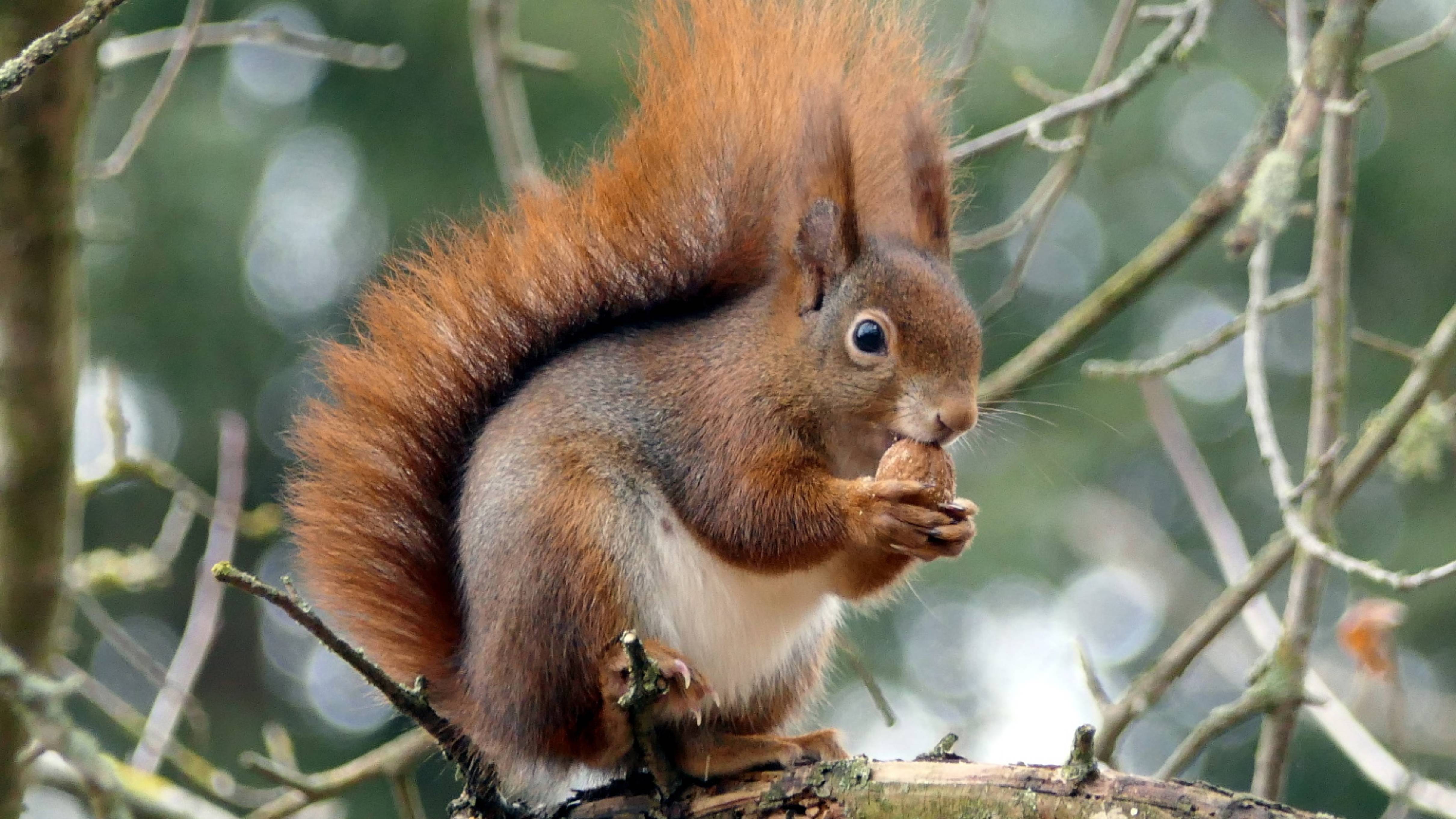 🐿️Дикая сибирская 