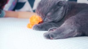 СЮРПРИЗ ДЛЯ ДЕВОЧЕК | ПОДАРКИ ДЛЯ КОШЕЧКИ И ЩЕНОЧКА