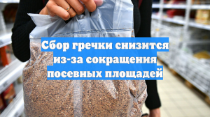 Сбор гречки снизится из-за сокращения посевных площадей