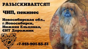 Пропала собака! ЧИП. Пекинес. Новосибирская обл, г.Новосибирск