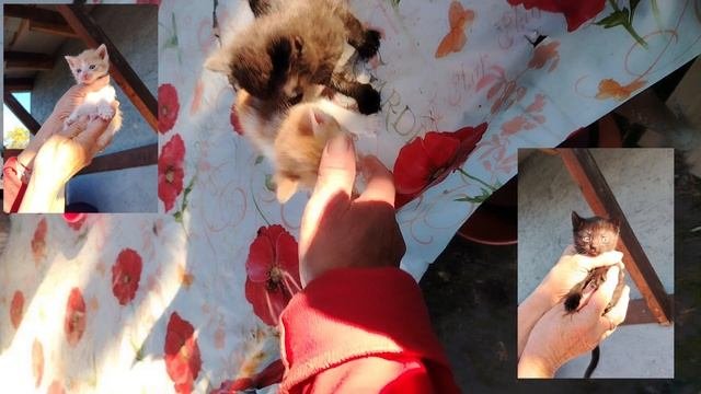 ОБЗОР НА ВСЕЕЕЕХ МОИХ ПИТОМЦЕВ!🐱🐶