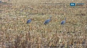 В Рязанском районе заметили стаю журавлей