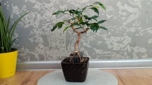 Фикус на камне Часть 15