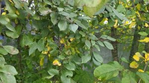 Роза гигант//виноград сломал дом//Что приготовить из айвы