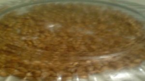 Каша из проросшей пшеницы