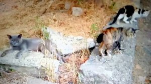 Накормила Бездомную Братву котеек Сметанкой. 🐈🍀