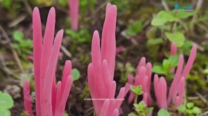 О чем говорят грибы? Редкие и необычные экземпляры Северо-Запада на фестивале «Планета грибов»