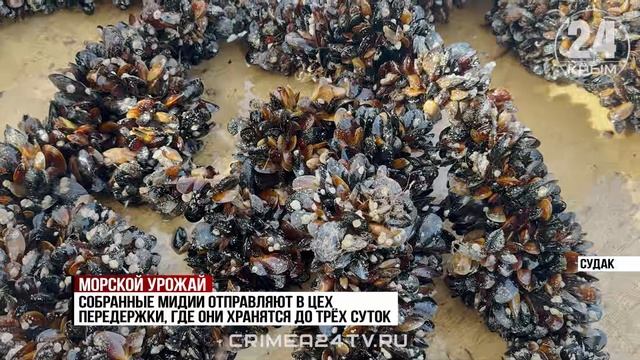 Производство аквакультуры в Крыму с начала года увеличилось на 17%