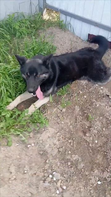 мошка одолела смотреть онлайн