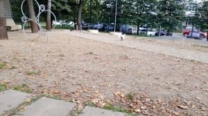 Кавалер Кинг Чарльз Спаниель