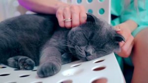 ПОП ИТ УПРАВЛЯЕТ ЖИЗНЬЮ КОШЕЧКИ БАТТЕРС И СОБАЧКИ ЭЛИС | Как СКАЖЕТ Pop It