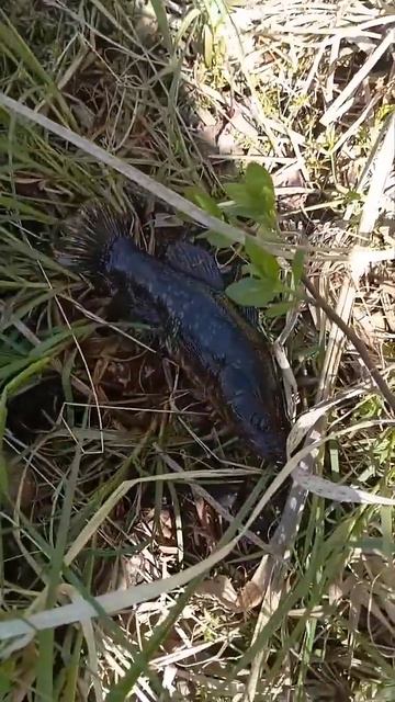 что за рыба смотреть онлайн