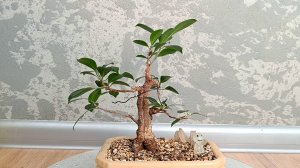 Фикус из двух стволов Часть 12