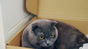 КАЖДАЯ КОШКА ТАКАЯ