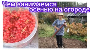 Что делать с огородом на следующий год 😃😍🤩