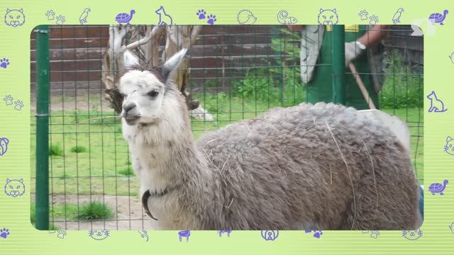 Животные. Альпака смотреть онлайн