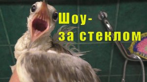 ВСЁ БУДЕТ ХОРОШО/ ШОУ ЗА СТЕКЛОМ/ 27 сентября 2025