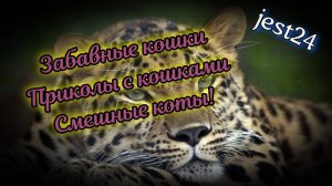 Забавные кошки / Приколы с кошками / Смешные коты! 31