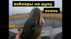 Твичинг. Воблеры на осень.