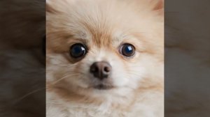 Mental Support Manager #ai