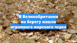 В Великобритании на берегу нашли огромного морского червя