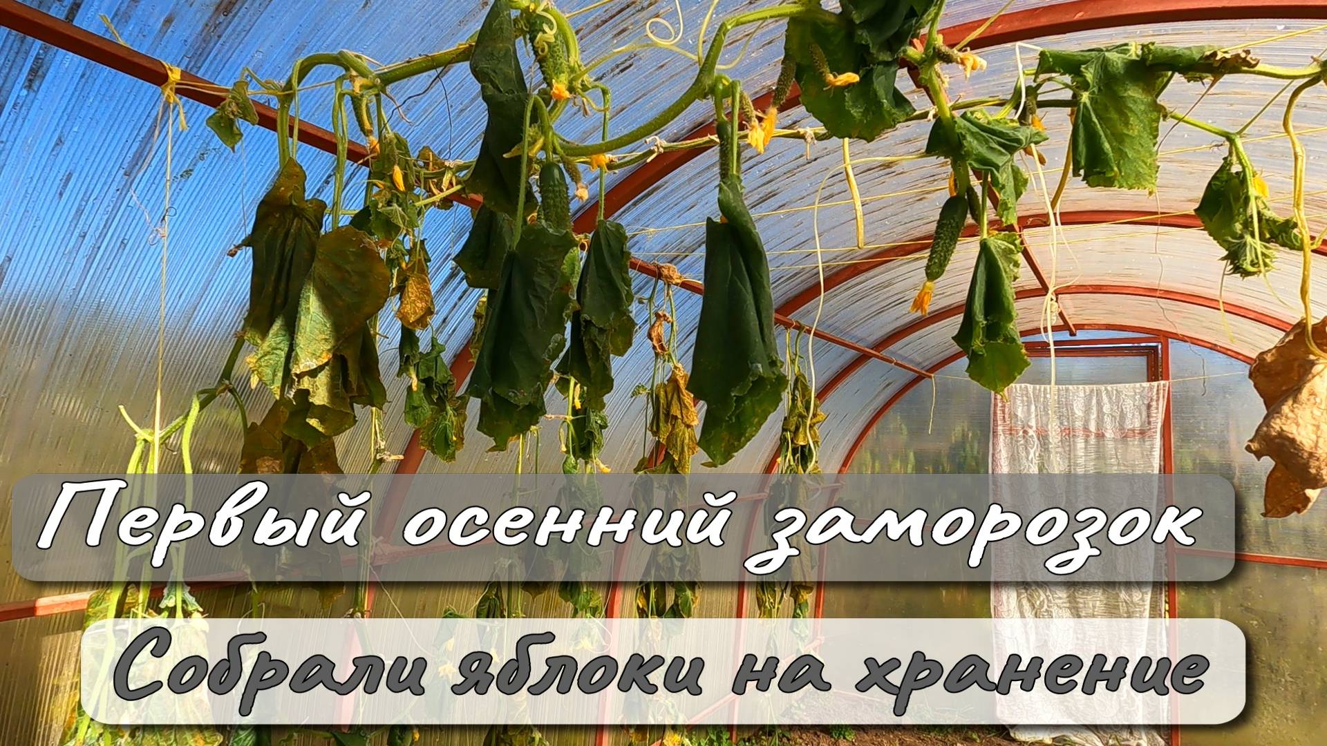 Первый осенний заморозок Собрали яблоки на хранение