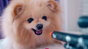 ИГРА В КАЛЬМАРА В РЕАЛЬНОЙ ЖИЗНИ С ПИТОМЦАМИ | КАРАМЕЛЬНЫЕ СЛАДКИЕ СОТЫ