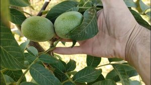 Скороплодный грецкий орех Идеал Россия. Small Gardens