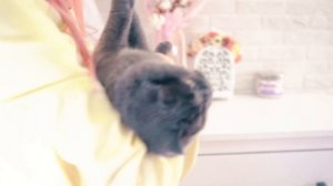 ДЕНЬ РОЖДЕНИЯ КОШЕЧКИ БАТТЕРС ! МОИ ПОДАРКИ НА ДЕНЬ РОЖДЕНИЯ!